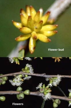 Skinny Minny Hardy Eucalyptus Tree (Eucalyptus Moorei) - 6 Pack Of 1 Gallon Pots 8 Skinny Minny Hardy Eucalyptus Tree (Eucalyptus Moorei) - 6 Pack Of 1 Gallon Pots -SHRUBS and BUSHES Shop Eucalyptus Skinny Minny 1 2