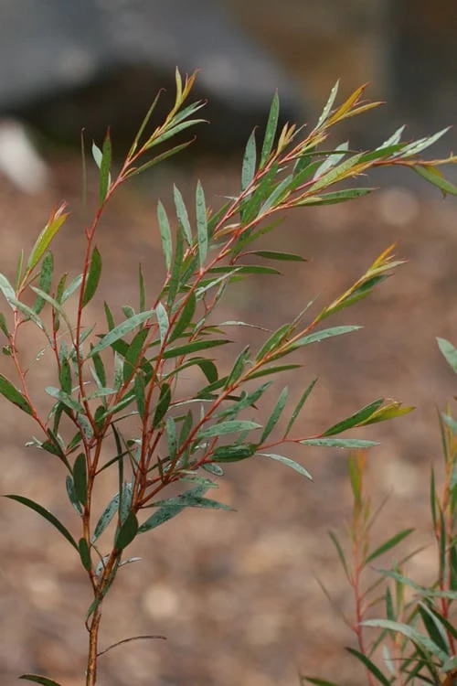 Skinny Minny Hardy Eucalyptus Tree (Eucalyptus Moorei) - 3 Gallon Pot 6 Skinny Minny Hardy Eucalyptus Tree (Eucalyptus Moorei) - 3 Gallon Pot - Image 4