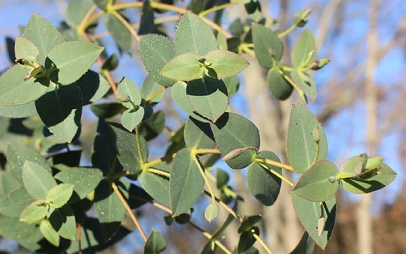 Cab Sav Cold Hardy Eucalyptus Tree (Eucalyptus Rubida) - 2 Gallon Pot 6 Cab Sav Cold Hardy Eucalyptus Tree (Eucalyptus Rubida) - 2 Gallon Pot - Image 4