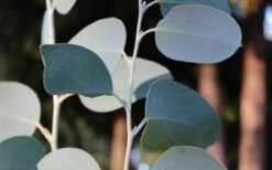 Mappa Tassie Cold Hardy Eucalyptus Tree (Eucalyptus Pauciflora) - 2 Gallon Pot -SHRUBS and BUSHES Shop Eucalyptus Tree Mappa Tassie Pauciflora Snow Gum 1