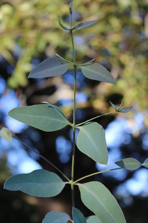 Grace Cold Hardy Eucalyptus Tree (Eucalyptus Elliptica) - 3 Gallon Pot 7 Grace Cold Hardy Eucalyptus Tree (Eucalyptus Elliptica) - 3 Gallon Pot - Image 5