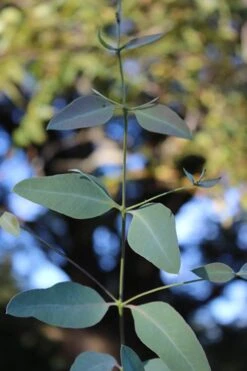 Grace Cold Hardy Eucalyptus Tree (Eucalyptus Elliptica) - 2 Gallon Pot -SHRUBS and BUSHES Shop Eucalytptus Grace BS 4
