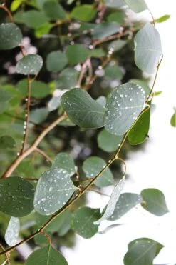 Lucky Country Cold Hardy Eucalyptus Tree (Eucalyptus Camphora) - 3 Gallon Pot -SHRUBS and BUSHES Shop Eucalytptus Lucky Country BS 3