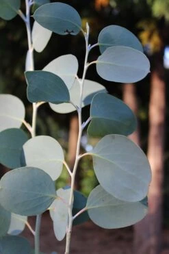 Mappa Tassie Cold Hardy Eucalyptus Tree (Eucalyptus Pauciflora) - 2 Gallon Pot -SHRUBS and BUSHES Shop Eucalytptus Mappa Tassie BS 1