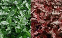 Purple Wintercreeper (Euonymus Fortunei 'Coloratus') - 36 Pack Of Pint Pots -SHRUBS and BUSHES Shop Euonymus Coloratus Purple Winter Creeper 50 1