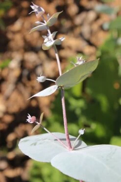 Maggie Cold Hardy Eucalyptus Tree (Eucalyptus Nova Anglica) - 2 Gallon Pot -SHRUBS and BUSHES Shop Eusalyptus Maggie 1 500x750 4