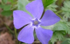 Evergreen Periwinkle - Vinca Minor - 18 Count Flat Of Pint Pots -SHRUBS and BUSHES Shop Evergreen Periwinkle Closeup
