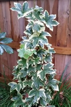 Angyo Star Fatshedera - 3 Gallon Pot 9 Angyo Star Fatshedera - 3 Gallon Pot -SHRUBS and BUSHES Shop Fatshedera Angyo Star 3