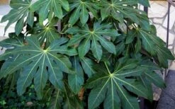 Fatsia Japonica (Japanese Aralia / Glossy Paper Plant) - 7 Gallon Pot -SHRUBS and BUSHES Shop Fatsia Japanese Aralia 1 2