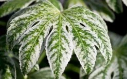 Spider's Web Fatsia - Japanese Aralia Paper Plant - 1 Gallon Pot -SHRUBS and BUSHES Shop Fatsia Spider Web close Up 1