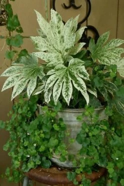 Spider's Web Fatsia - Japanese Aralia Paper Plant - 3 Gallon Pot 14 Spider's Web Fatsia - Japanese Aralia Paper Plant - 3 Gallon Pot -SHRUBS and BUSHES Shop Fatsia Spiders Web 21