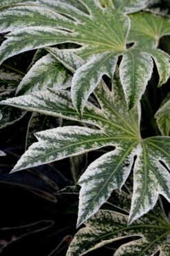 Spider's Web Fatsia - Japanese Aralia Paper Plant - 3 Gallon Pot 13 Spider's Web Fatsia - Japanese Aralia Paper Plant - 3 Gallon Pot -SHRUBS and BUSHES Shop Fatsia Spiders Web 24