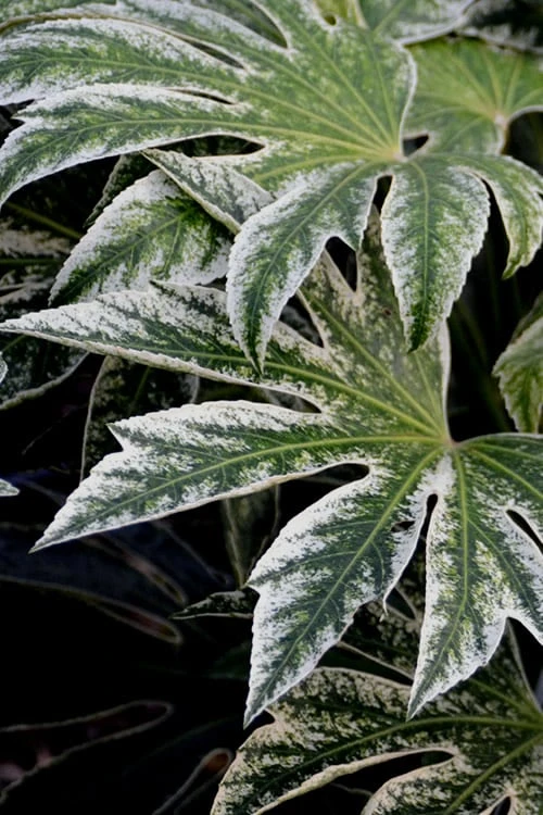 Spider's Web Fatsia - Japanese Aralia Paper Plant - 3 Gallon Pot 7 Spider's Web Fatsia - Japanese Aralia Paper Plant - 3 Gallon Pot - Image 5