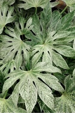 Spider's Web Fatsia - Japanese Aralia Paper Plant - 3 Gallon Pot 12 Spider's Web Fatsia - Japanese Aralia Paper Plant - 3 Gallon Pot -SHRUBS and BUSHES Shop Fatsia Spiders Web 33