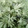 Spider's Web Fatsia - Japanese Aralia Paper Plant - 3 Gallon Pot -SHRUBS and BUSHES Shop Fatsia Spiders Web 500x750 1