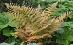 Autumn Fern (Dryopteris Erythrosora) - 3 Gallon -SHRUBS and BUSHES Shop Fern Autumn 1 2