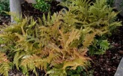 Autumn Fern (Dryopteris Erythrosora) - 3 Gallon -SHRUBS and BUSHES Shop Fern Autumn 2 2