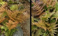 Autumn Fern - Dryopteris Erythrosora - 1 Gallon Pot 14 Autumn Fern - Dryopteris Erythrosora - 1 Gallon Pot -SHRUBS and BUSHES Shop Fern Autumn 4 1