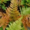 Autumn Fern - Dryopteris Erythrosora - 6 Pack Of 1 Gallon Pots -SHRUBS and BUSHES Shop Fern Autumn 500x750 1