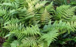 Autumn Fern - Dryopteris Erythrosora - 1 Gallon Pot 15 Autumn Fern - Dryopteris Erythrosora - 1 Gallon Pot -SHRUBS and BUSHES Shop Fern Autumn Summer 1