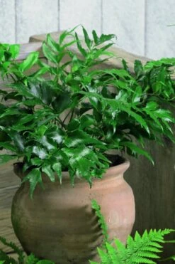 Japanese Holly Fern - Cyrtomium Falcatum 'Rochfordianum' - 2.5 Quart Pot -SHRUBS and BUSHES Shop Fern Japanese Holly 8