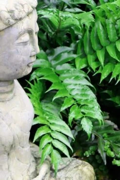 Japanese Holly Fern - Cyrtomium Falcatum 'Rochfordianum' - 2.5 Quart Pot -SHRUBS and BUSHES Shop Fern Japanese Holly 9