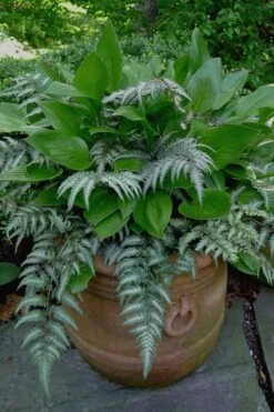 Japanese Painted Fern - 5 Pack Of Quart Pots -SHRUBS and BUSHES Shop Fern Japanese Painted 19