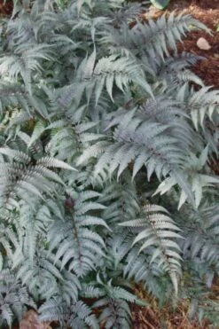 Japanese Painted Fern - 6 Pack Of 1 Gallon Pots -SHRUBS and BUSHES Shop Fern Japanese Painted 500x750 3