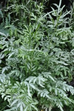 Silver Lace Fern - 5 Pack Of Quart Pots -SHRUBS and BUSHES Shop Fern Silver Lace 5