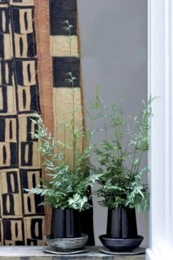 Silver Lace Fern - 5 Pack Of Quart Pots -SHRUBS and BUSHES Shop Fern Silver Lace 6