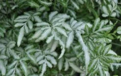 Silver Lace Fern - 5 Pack Of Quart Pots -SHRUBS and BUSHES Shop Fern Silver Lace Closeup