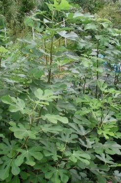 Black Mission Fig Tree - 1 Gallon Pot -SHRUBS and BUSHES Shop Fig Black Mission 5