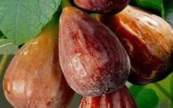 Brown Turkey Fig Tree - 5 Gallon Pot -SHRUBS and BUSHES Shop Fig Brown Turkey 20