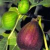 Brown Turkey Fig Tree - 5 Gallon Pot -SHRUBS and BUSHES Shop Fig Brown Turkey BS