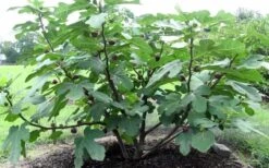 Chicago Cold Hardy Fig Tree - 6 Pack Of 1 Gallon Pots -SHRUBS and BUSHES Shop Fig Chicago Cold Hardy 1