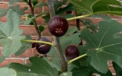 Chicago Cold Hardy Fig Tree - 6 Pack Of 1 Gallon Pots -SHRUBS and BUSHES Shop Fig Chicago Cold Hardy