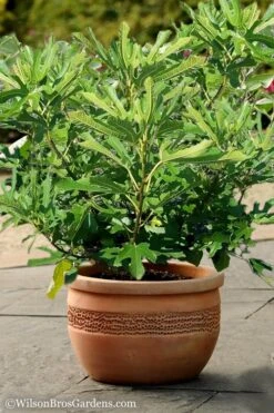 Little Ruby Dwarf Fig Tree - 3 Gallon Pot -SHRUBS and BUSHES Shop Fig Little Miss Figgy 1