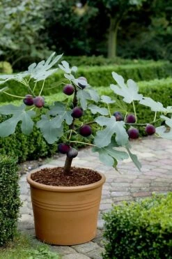 Texas Everbearing Fig Tree - 3 Gallon Pot 14 Texas Everbearing Fig Tree - 3 Gallon Pot -SHRUBS and BUSHES Shop Fig Texas Everbearing 13