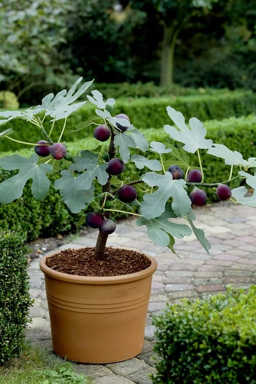 Texas Everbearing Fig Tree - 3 Gallon Pot 7 Texas Everbearing Fig Tree - 3 Gallon Pot - Image 5