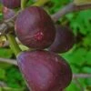 Texas Everbearing Fig Tree - 1 Gallon Pot -SHRUBS and BUSHES Shop Fig Texas Everbearing 2 500x750 2