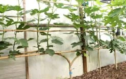 Texas Everbearing Fig Tree - 1 Gallon Pot -SHRUBS and BUSHES Shop Fig Texas Everbearing 6 1