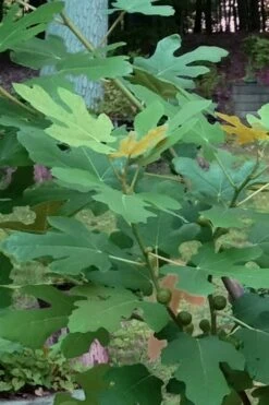 Texas Everbearing Fig Tree - 3 Gallon Pot 17 Texas Everbearing Fig Tree - 3 Gallon Pot -SHRUBS and BUSHES Shop Fig Texas Everbearing 7