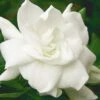 August Beauty Gardenia - 6 Pack Of 1 Gallon Pots 2 August Beauty Gardenia - 6 Pack Of 1 Gallon Pots -SHRUBS and BUSHES Shop Gardenia August Beauty 5 500x750 3