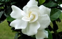 August Beauty Gardenia - 6 Pack Of 1 Gallon Pots 12 August Beauty Gardenia - 6 Pack Of 1 Gallon Pots -SHRUBS and BUSHES Shop Gardenia August Beauty Flower Closeup 2