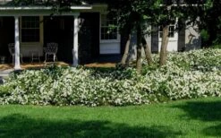 Radicans Creeping Dwarf Gardenia - 1 Gallon Pot -SHRUBS and BUSHES Shop Gardenia Creeping 20 1