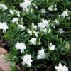 Radicans Creeping Dwarf Gardenia - 6 Pack Of 1 Gallon Pots 1 Radicans Creeping Dwarf Gardenia - 6 Pack Of 1 Gallon Pots -SHRUBS and BUSHES Shop Gardenia Creeping 22