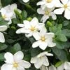 Hardy Fragrant Daisy Gardenia Bush - 3 Gallon Pot 2 Hardy Fragrant Daisy Gardenia Bush - 3 Gallon Pot -SHRUBS and BUSHES Shop Gardenia Daisy 20 2