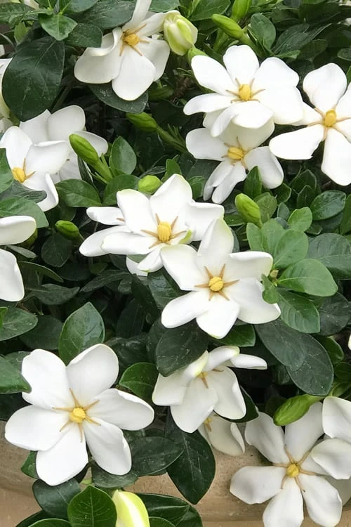 Hardy Fragrant Daisy Gardenia Bush - 2.5 Quart Pot 3 Hardy Fragrant Daisy Gardenia Bush - 2.5 Quart Pot