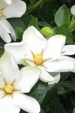 Hardy Fragrant Daisy Gardenia Bush - 6 Pack Of 1 Gallon Pots 12 Hardy Fragrant Daisy Gardenia Bush - 6 Pack Of 1 Gallon Pots -SHRUBS and BUSHES Shop Gardenia Daisy 21 1