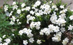 Hardy Fragrant Daisy Gardenia Bush - 2.5 Quart Pot 13 Hardy Fragrant Daisy Gardenia Bush - 2.5 Quart Pot -SHRUBS and BUSHES Shop Gardenia Daisy Blooms 2 3